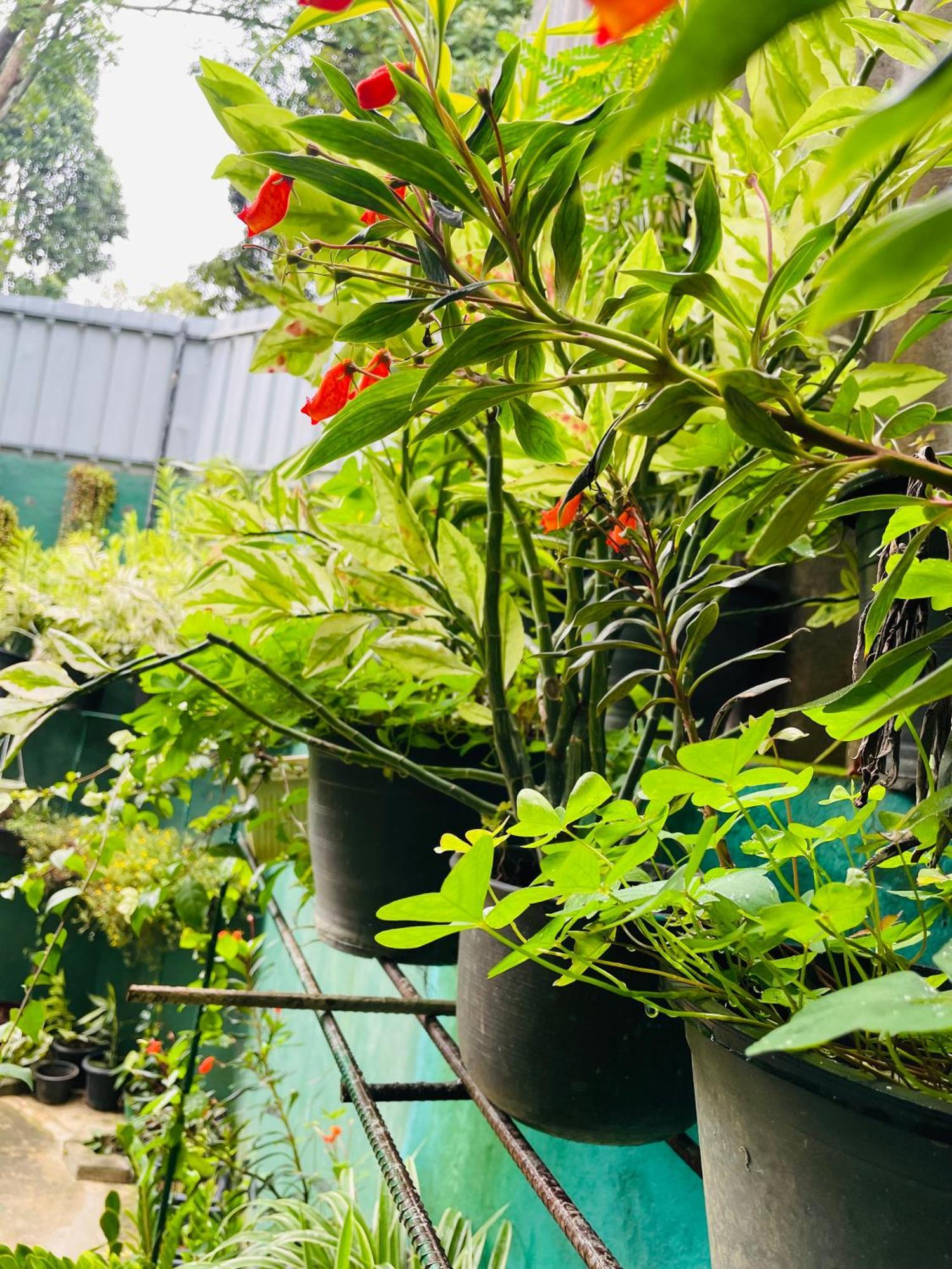 Little Paradise Homestay Ella Luaran gambar