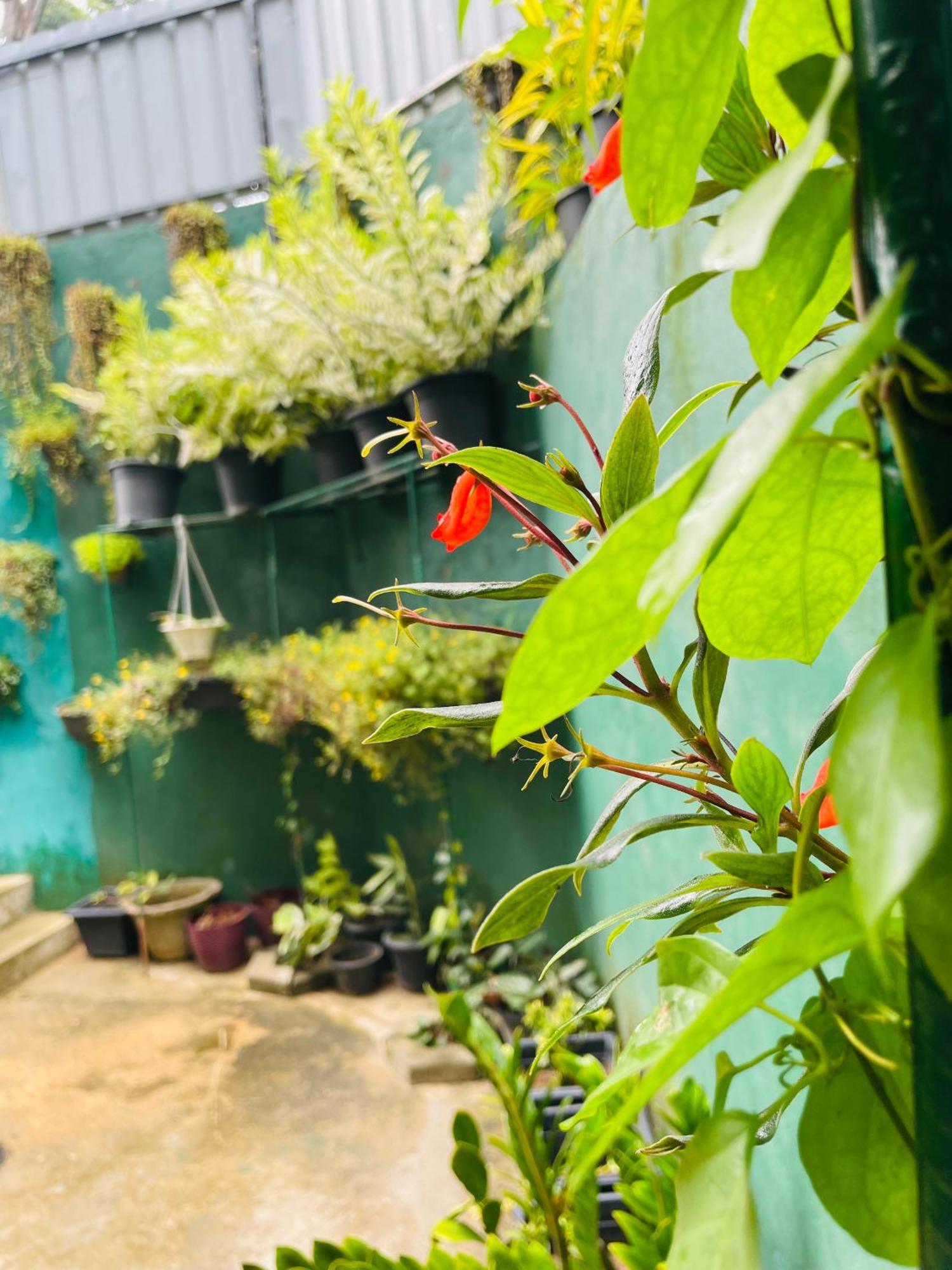 Little Paradise Homestay Ella Luaran gambar